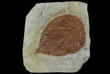 Fossil Leaf (Beringiphyllum)- Montana #106258-1